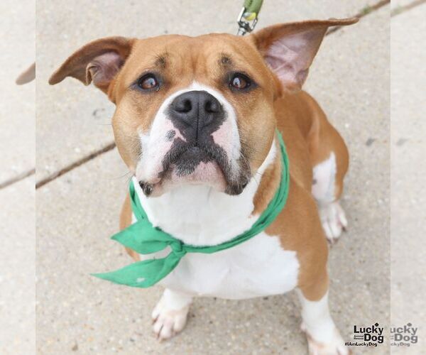 Medium Photo #6 Boxer-Unknown Mix Puppy For Sale in Washington, DC, USA