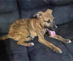 Small #9 Black Mouth Cur Mix