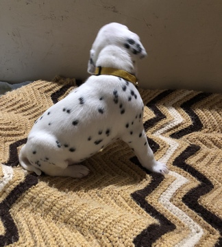 Medium Photo #8 Dalmatian Puppy For Sale in LINCOLN, NE, USA