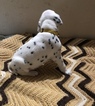 Small Photo #8 Dalmatian Puppy For Sale in LINCOLN, NE, USA