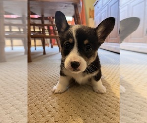 Medium Pembroke Welsh Corgi