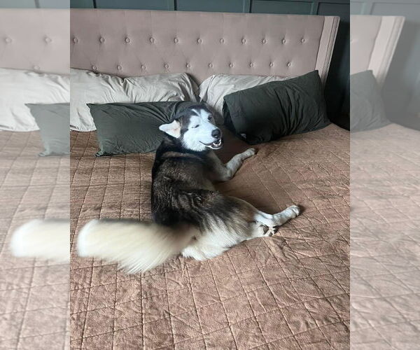 Medium Photo #2 Siberian Husky Puppy For Sale in Cumming, GA, USA