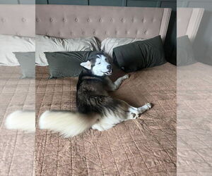 Onyx - Male Siberian Husky Dog for Adoption - Photo #2