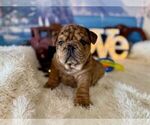 Small #2 English Bulldog