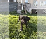 Small #4 Great Dane-Sheepadoodle Mix