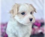 Small #3 Maltese
