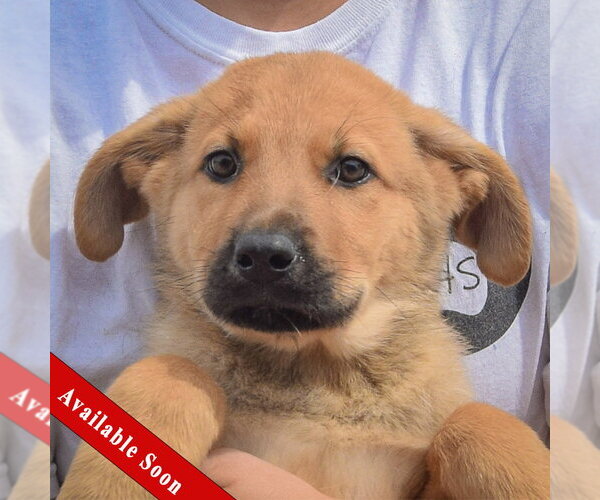 Medium Photo #1 Anatolian Shepherd-German Shepherd Dog Mix Puppy For Sale in Huntley, IL, USA