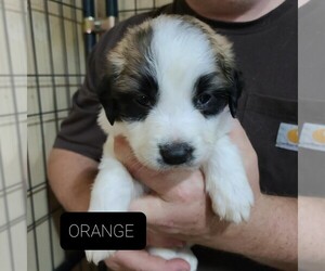 Great Pyrenees-Saint Bernard Mix Puppy for sale in BERESFORD, SD, USA
