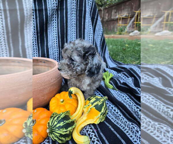 Medium Photo #7 Poodle (Miniature) Puppy For Sale in CANON CITY, CO, USA