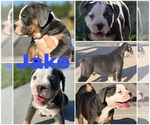 Puppy Jake Cavapoo