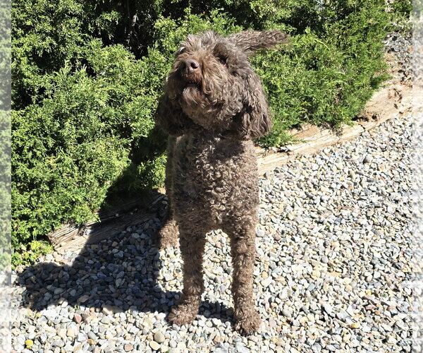 Medium Photo #4 Poodle (Standard) Puppy For Sale in Albuquerque, NM, USA