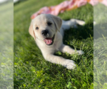 Small #1 English Cream Golden Retriever-Golden Labrador Mix