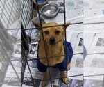 Small #5 Chihuahua Mix