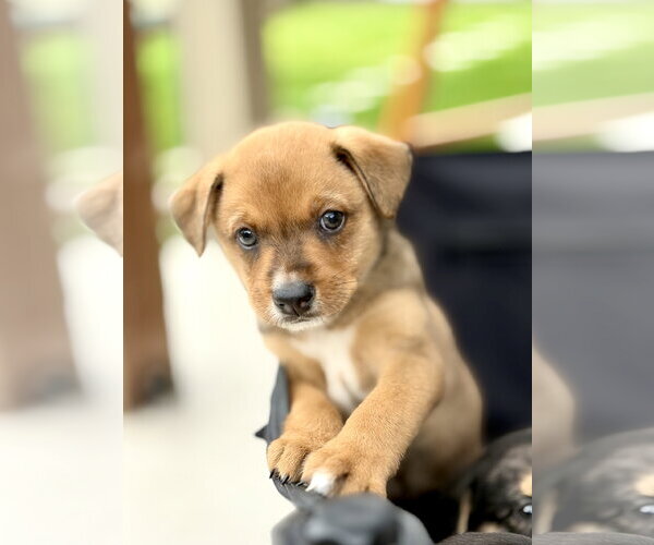 Medium Photo #2 Australian Shepherd-Unknown Mix Puppy For Sale in The Woodlands, TX, USA