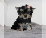 Small #3 Yorkshire Terrier