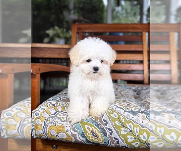 Medium Photo #8 Mal-Shi Puppy For Sale in NOBLESVILLE, IN, USA