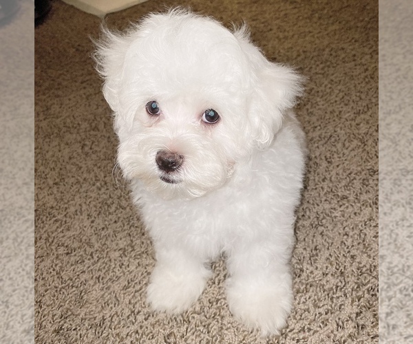 Medium Photo #19 Maltese Puppy For Sale in KANSAS CITY, MO, USA