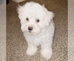 Small Photo #19 Maltese Puppy For Sale in KANSAS CITY, MO, USA