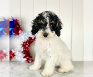 Poodle (Miniature) Puppy for sale in ARTHUR, IL, USA