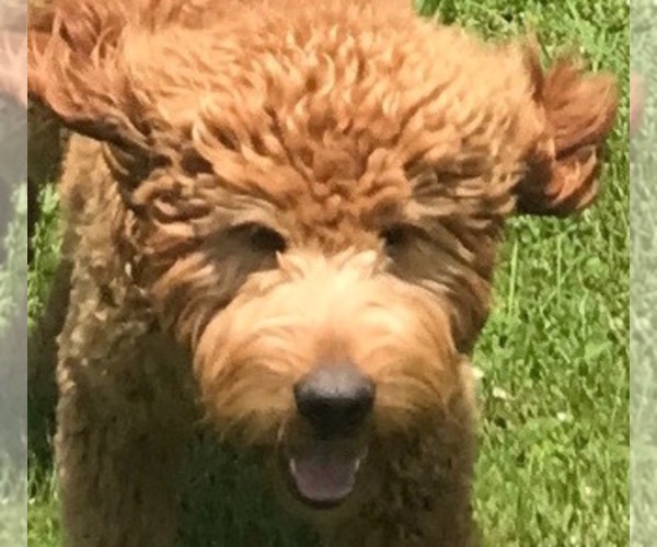 Medium Photo #2 Goldendoodle Puppy For Sale in VERSAILLES, KY, USA