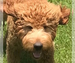 Small Photo #2 Goldendoodle Puppy For Sale in VERSAILLES, KY, USA
