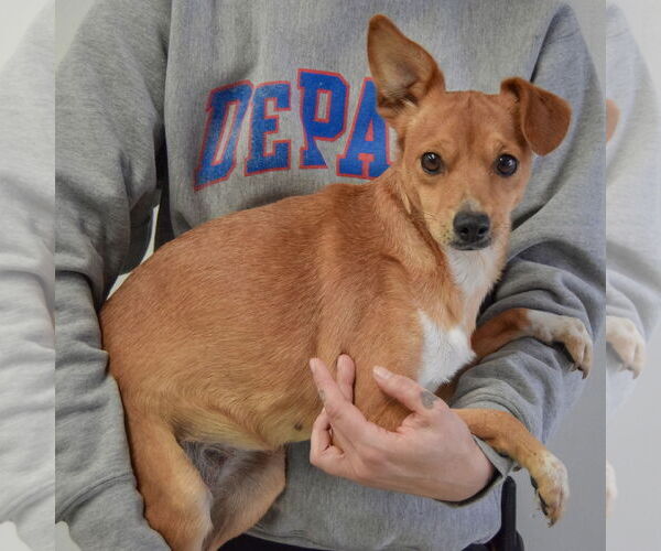 Medium Photo #2 Chipin Puppy For Sale in Huntley, IL, USA