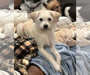 Mutt Dogs for adoption in San Diego , CA, USA