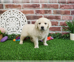 Small #1 English Cream Golden Retriever