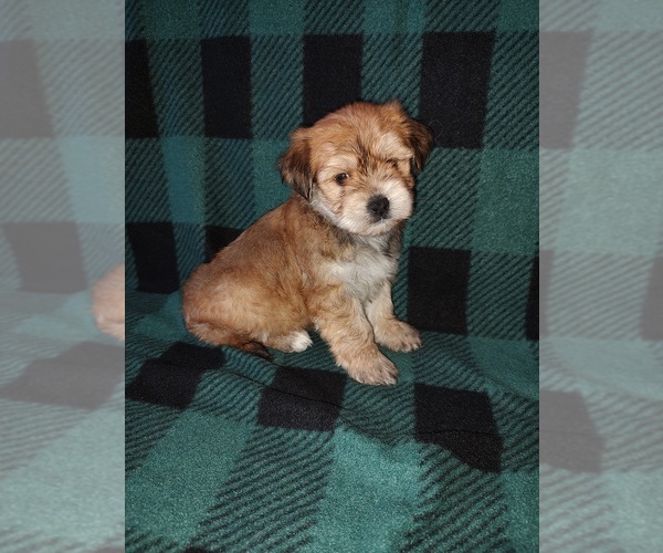 Medium Photo #15 Morkie Puppy For Sale in LAPEER, MI, USA