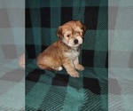 Small #14 Morkie