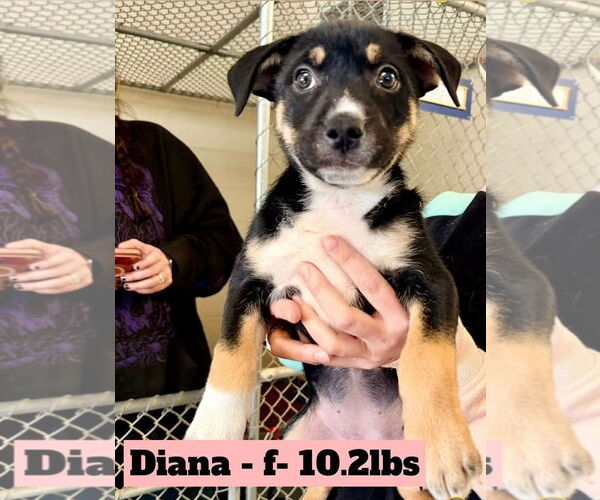 Medium Photo #2 Shepweiller Puppy For Sale in Chester, VA, USA