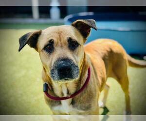 German Shepherd Dog Dogs for adoption in Orlando, FL, USA