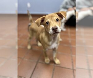 Labrador Retriever-Unknown Mix Dogs for adoption in Jefferson, NJ, USA