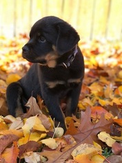 Rottweiler Puppy for sale in JOPPA, MD, USA