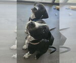 Small #3 Borador