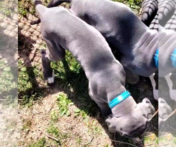 Medium Photo #26 Great Dane Puppy For Sale in OGDEN, UT, USA