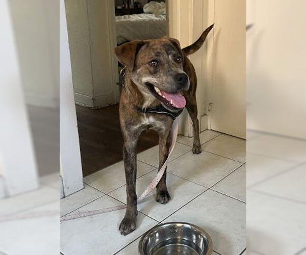 Medium Photo #2 Catahoula Leopard Dog-Unknown Mix Puppy For Sale in Ventura, CA, USA