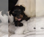 Small Photo #3 Yorkshire Terrier Puppy For Sale in GILROY, CA, USA
