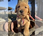 Puppy Dasher Golden Retriever