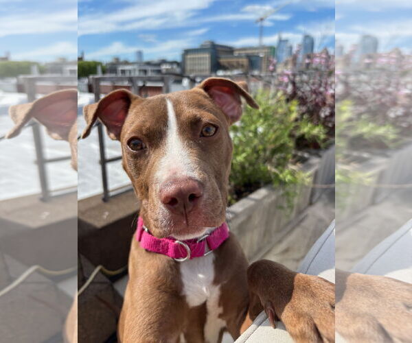 Medium Photo #4 Mutt Puppy For Sale in Philadelphia, PA, USA
