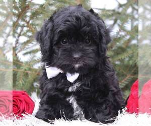 Aussiedoodle Miniature  Puppy for sale in DUNDEE, NY, USA