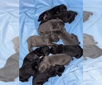 Small #33 Cane Corso