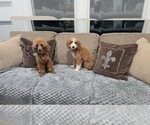 Bella - Female Goldendoodle (Miniature) Puppy for Sale - Photo #4