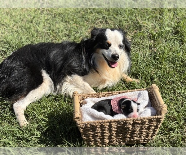 Medium Photo #1 Miniature Australian Shepherd Puppy For Sale in EASTANOLLEE, GA, USA