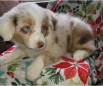 Image preview for Ad Listing. Nickname: Red merle blue