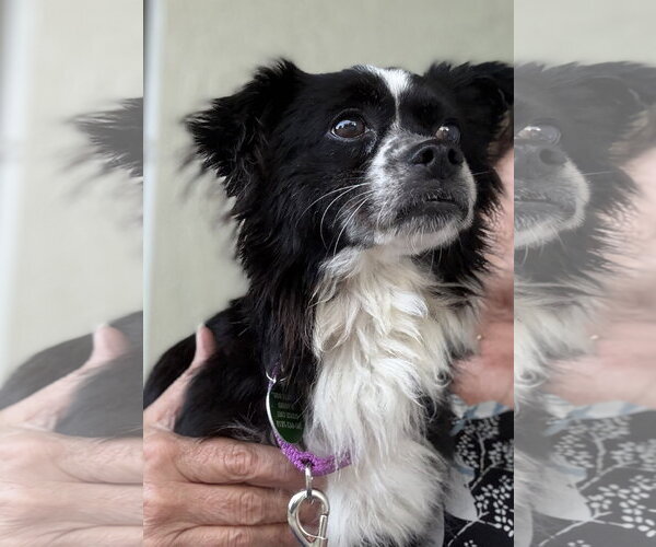 Medium Photo #2 Papillon-Unknown Mix Puppy For Sale in Royal Palm Beach, FL, USA