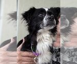 Small #1 Papillon Mix