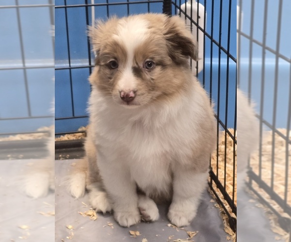 Medium Photo #5 Miniature Australian Shepherd Puppy For Sale in ADAIR VILLAGE, OR, USA
