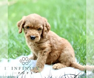 Goldendoodle Puppy for sale in NEW HOLLAND, PA, USA
