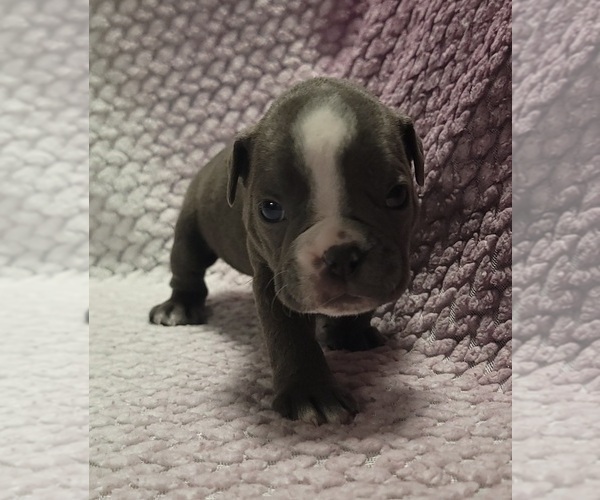 Medium Photo #1 Olde English Bulldogge Puppy For Sale in ATHOL, ID, USA